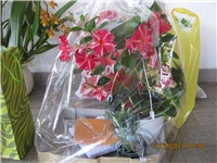 77b80fb2-Marica auto 421.jpg